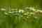 nickype-flowers-7050948.jpg